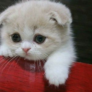 Meet your Posher, Wafa